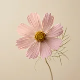 Cosmos