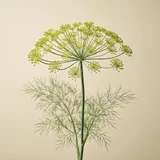 Dill