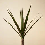 Dragon Tree