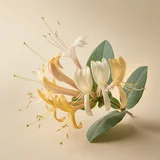 Honeysuckle