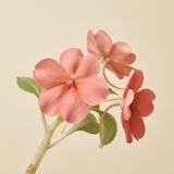 Impatiens
