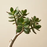 Jade Plant