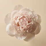 Peony