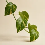 Pothos