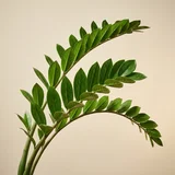 Zz Plant